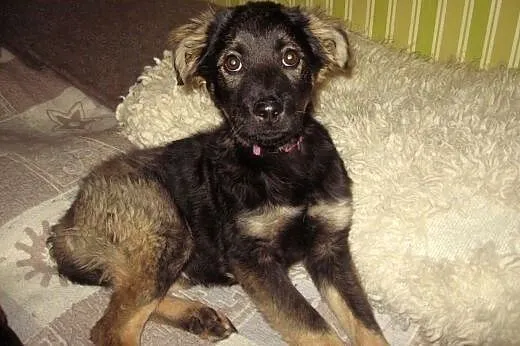 TINA-sunia 4-5 miesieczna,zaszczepiona,adopcja!!, 