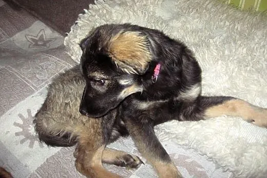 TINA-sunia 4-5 miesieczna,zaszczepiona,adopcja!!, 