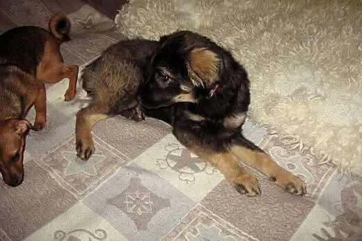 TINA-sunia 4-5 miesieczna,zaszczepiona,adopcja!!, 