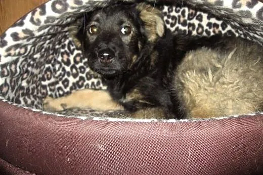 TINA-sunia 4-5 miesieczna,zaszczepiona,adopcja!!, 