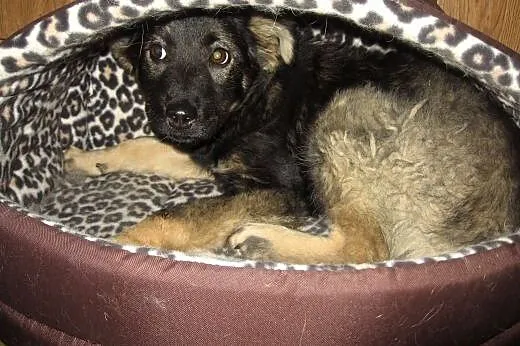 TINA-sunia 4-5 miesieczna,zaszczepiona,adopcja!!, 