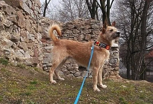 Zeus - psiak w typie Podengo Portugalskiego szuka