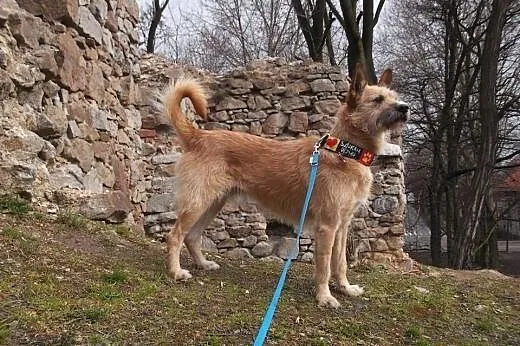 Zeus - psiak w typie Podengo Portugalskiego szuka domu, śląskie Ruda Śląska