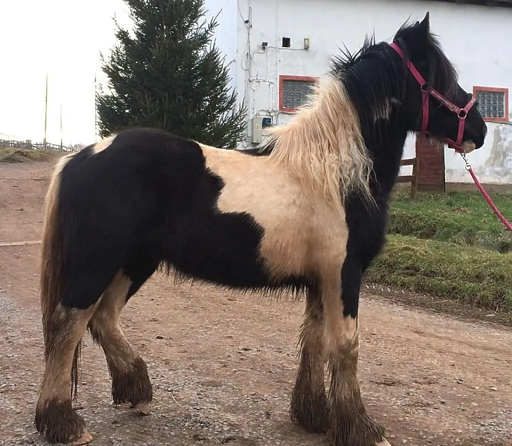 Tiffany, klacz, ur. 2012, TINKER , IRISH COB
