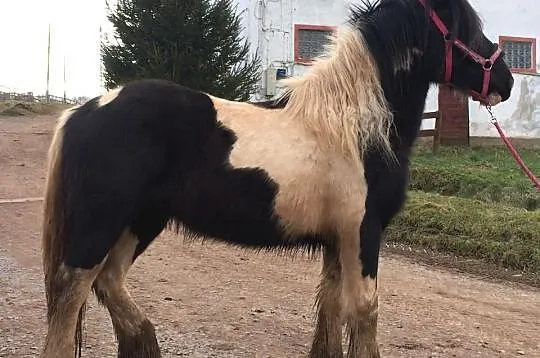 Tiffany, klacz, ur. 2012, TINKER , IRISH COB