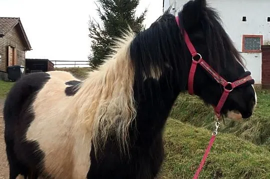 Tiffany, klacz, ur. 2012, TINKER , IRISH COB