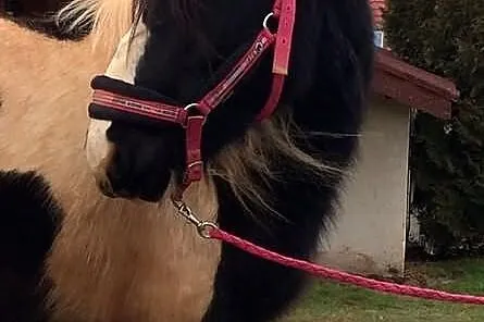 Tiffany, klacz, ur. 2012, TINKER , IRISH COB