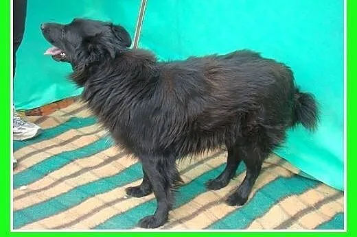20kg,4lata,średni,odrobine nieśmiały,spokojny,pies