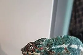 kameleon lamparci ambilobe samiec