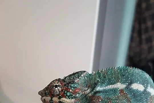 kameleon lamparci ambilobe samiec