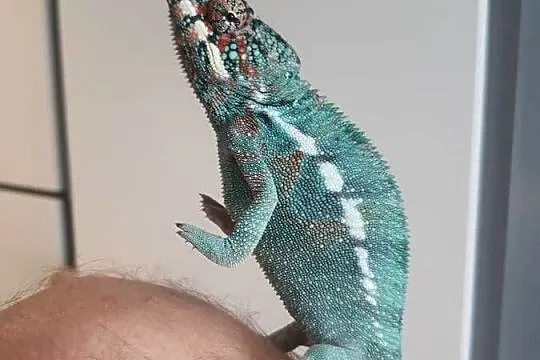 kameleon lamparci ambilobe samiec, Kujawsko-pomorskie, Lubień Kujawski