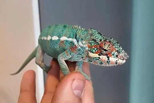 kameleon lamparci ambilobe samiec, Kujawsko-pomorskie, Lubień Kujawski