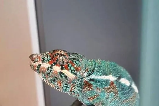 kameleon lamparci ambilobe samiec, Kujawsko-pomorskie, Lubień Kujawski