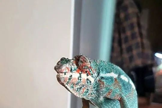 kameleon lamparci ambilobe samiec, Kujawsko-pomorskie, Lubień Kujawski