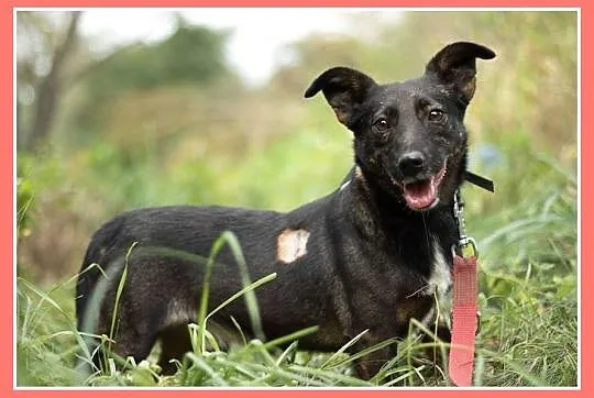 2 lata, 8 kg, sympatyczny,przyjacielski,łagodny piesek OLI_Adopcja