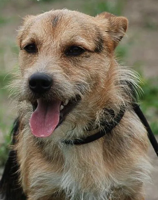 Carlo młody ( 1 rok), energiczny mix terrier szuka