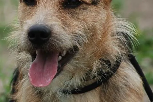 Carlo młody ( 1 rok), energiczny mix terrier szuka