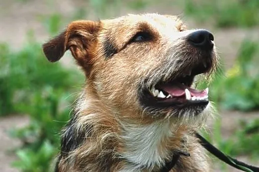 Carlo młody ( 1 rok), energiczny mix terrier szuka