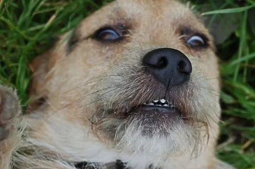 Carlo młody ( 1 rok), energiczny mix terrier szuka