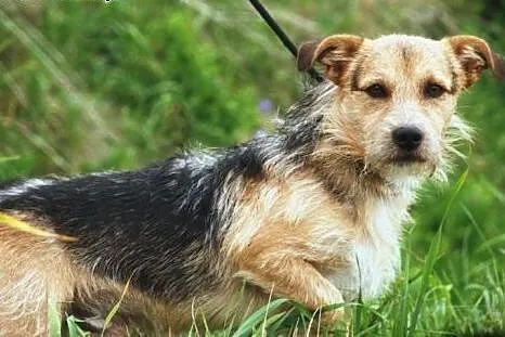 Carlo młody ( 1 rok), energiczny mix terrier szuka