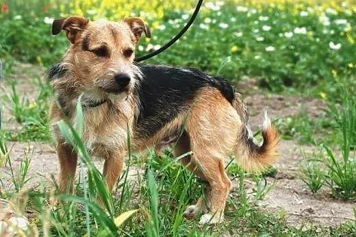 Carlo młody ( 1 rok), energiczny mix terrier szuka