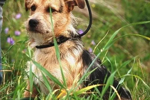 Carlo młody ( 1 rok), energiczny mix terrier szuka