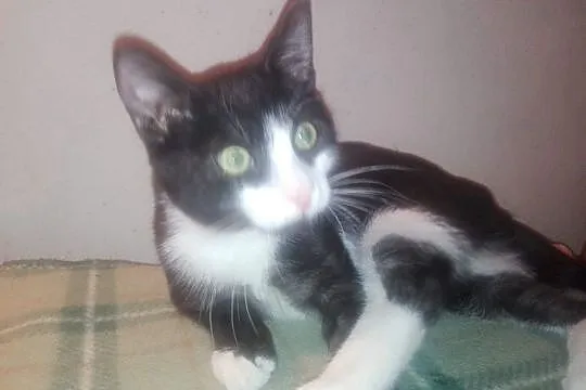 Filip - uroczy 6 - miesięczny pingwinek szuka domu, Łódzkie, Łódź