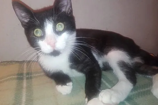 Filip - uroczy 6 - miesięczny pingwinek szuka domu, Łódzkie, Łódź