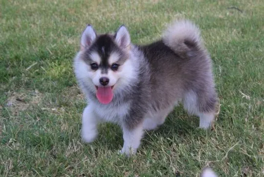 Urocze szczenięta rasy pomsky szukają kochających domów