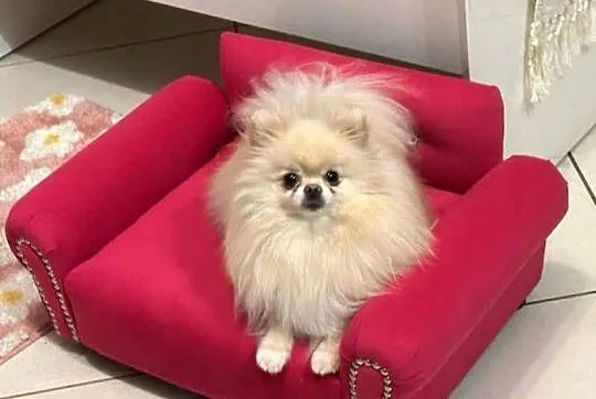 Legowisko sofa kanapa dla psa chihuahua pomeranian kot