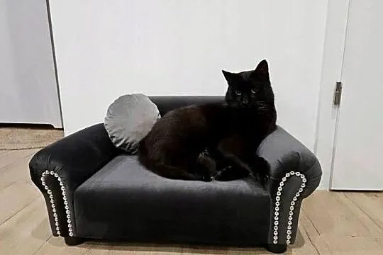 Legowisko sofa kanapa dla psa chihuahua pomeranian kot, Mazowieckie, Warszawa