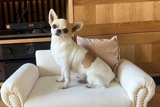 Legowisko sofa kanapa dla psa chihuahua pomeranian kot, Mazowieckie, Warszawa