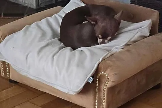 Legowisko sofa kanapa dla psa chihuahua pomeranian kot, Mazowieckie, Warszawa