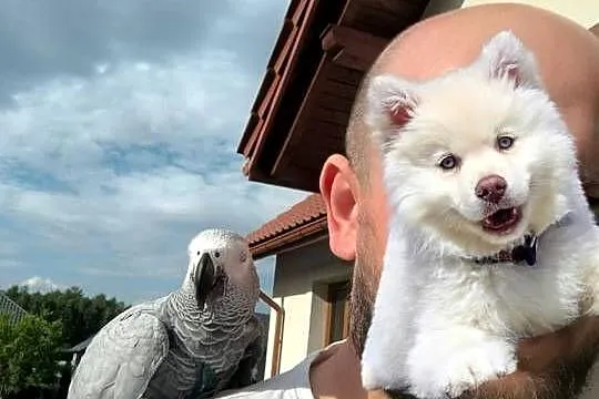 Papuga Żako kongijskie oswojona ręcznie karmiona samiczka z całym zestawem, Podkarpackie, Rzeszów