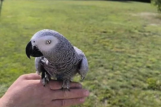 Papuga Żako kongijskie oswojona ręcznie karmiona samiczka z całym zestawem, Podkarpackie, Rzeszów