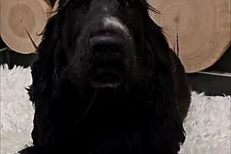 Cocker spaniel