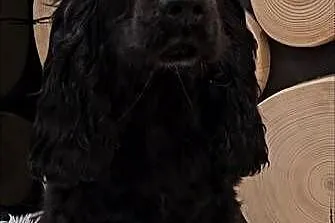 Cocker spaniel, Opolskie, Jasienie