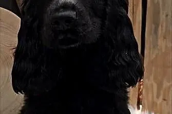 Cocker spaniel, Opolskie, Jasienie