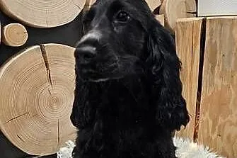 Cocker spaniel, Opolskie, Jasienie