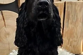 Cocker spaniel, Opolskie, Jasienie