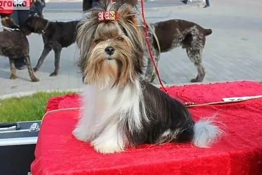 REPRODUKTOR -z ZKwP/FCI - Biewer Yorkshire terrier - DNA -, Śląskie, Orzesze