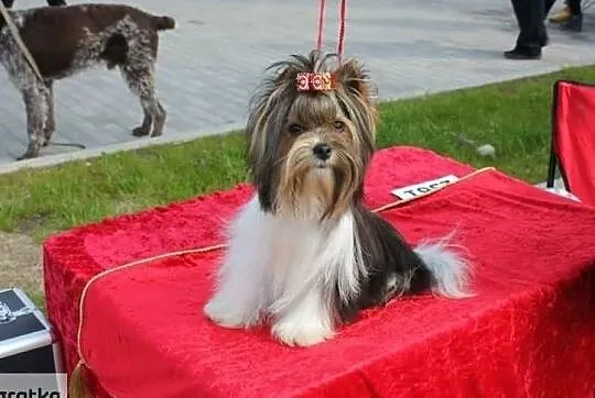 REPRODUKTOR -z ZKwP/FCI - Biewer Yorkshire terrier - DNA -, Śląskie, Orzesze