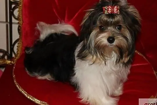 REPRODUKTOR -z ZKwP/FCI - Biewer Yorkshire terrier - DNA -, Śląskie, Orzesze