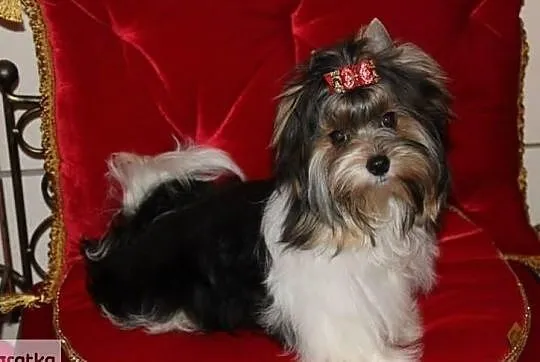 REPRODUKTOR -z ZKwP/FCI - Biewer Yorkshire terrier - DNA -, Śląskie, Orzesze