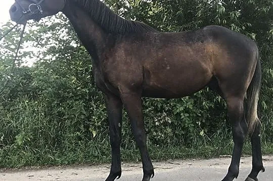 Wałach po ogierze Le Duc od klaczy xx, , 