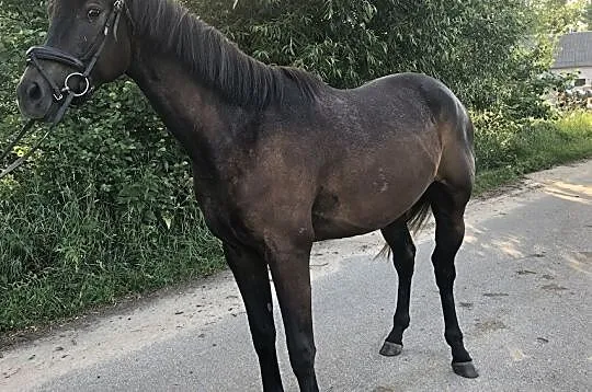 Wałach po ogierze Le Duc od klaczy xx, , 