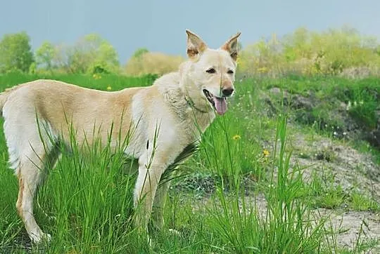 Łagodna, spokojna Jagna szuka kochającego opiekuna!