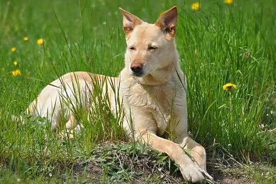 Łagodna, spokojna Jagna szuka kochającego opiekuna