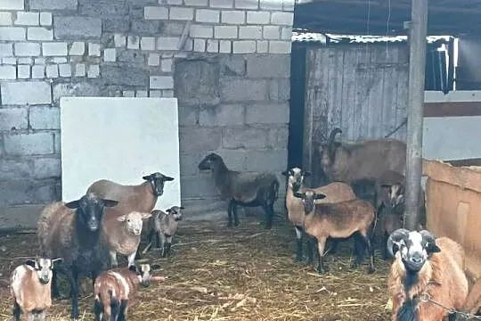 Owce z mlodymi stado, Wielkopolskie, Skarżyn