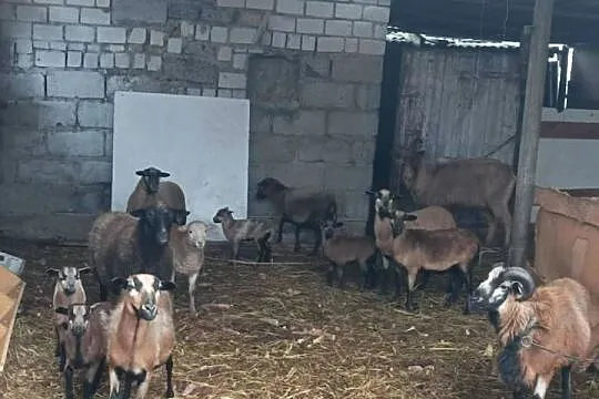 Owce z mlodymi stado, Wielkopolskie, Skarżyn